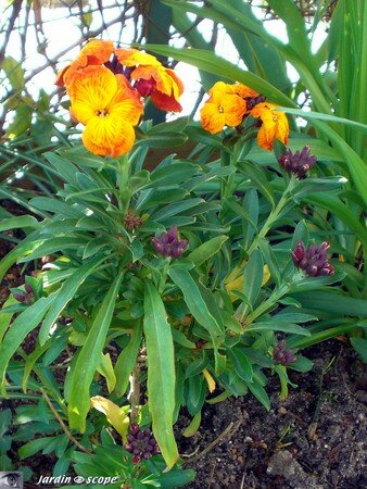 Giroflée • Cheiranthus cheirii