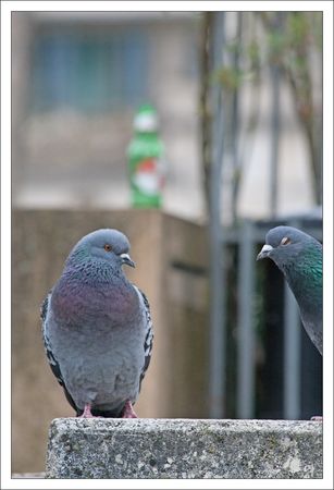 ville_pigeons_Kro_3_130311