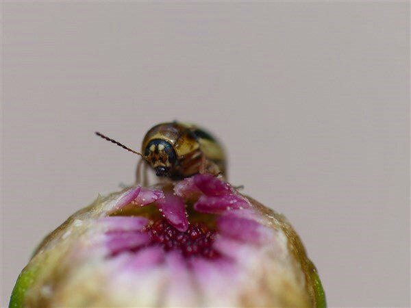 P1130174