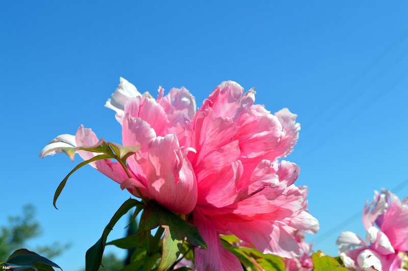 190501_pivoines_riviere_1
