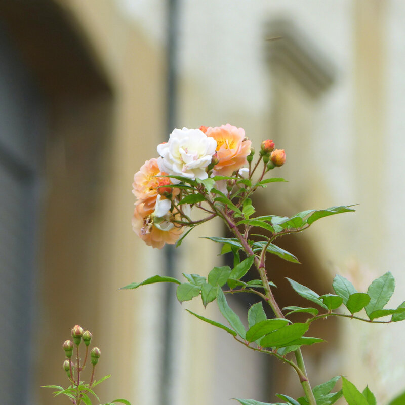 aa les fleurs du quartier9