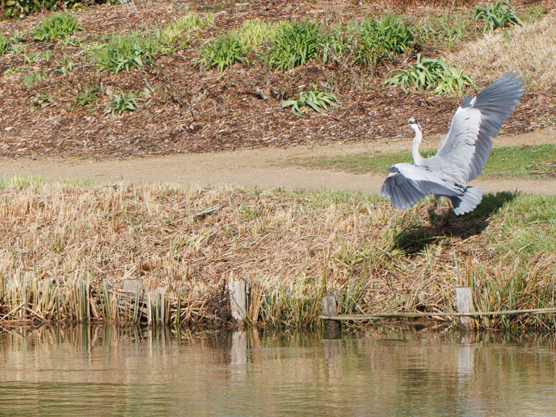 heron04