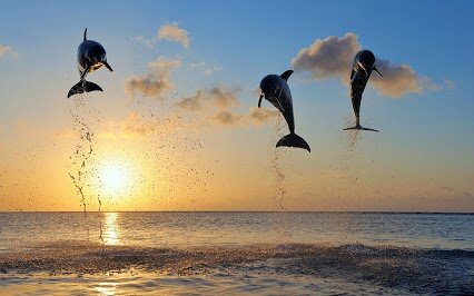 dolphins_in_bay_islands-wide