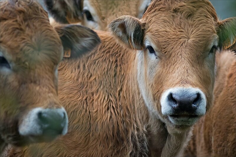 RNR portraits de vaches pluie 040218 3