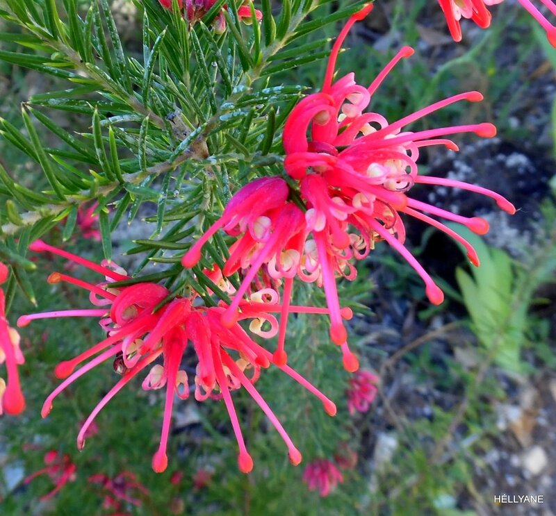 grevillea (2)