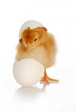 chick-hatching-19321785