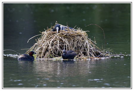 Foulque_grebe_2012_05_08_001_lg