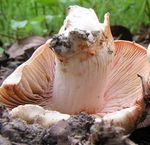 Inocybe_de_Patouillard8