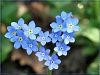 myosotis