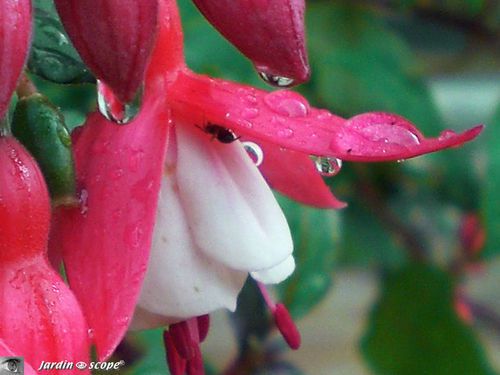Fuchsia 'Alice Hoffmann'