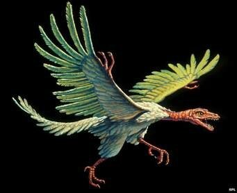 Archéopteryx