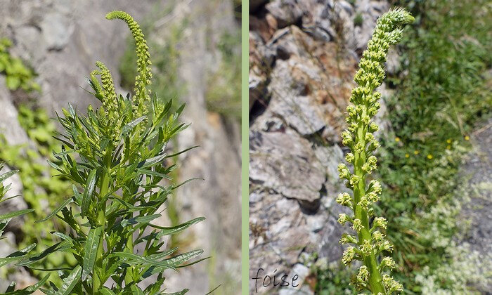 fleurs jaune-verdâtre en grappes spiciformes longues denses raides