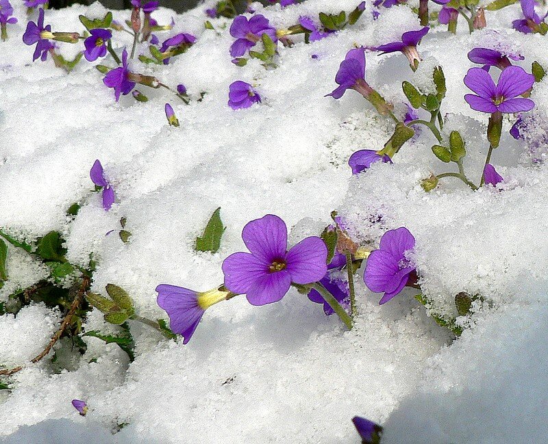 aubriète