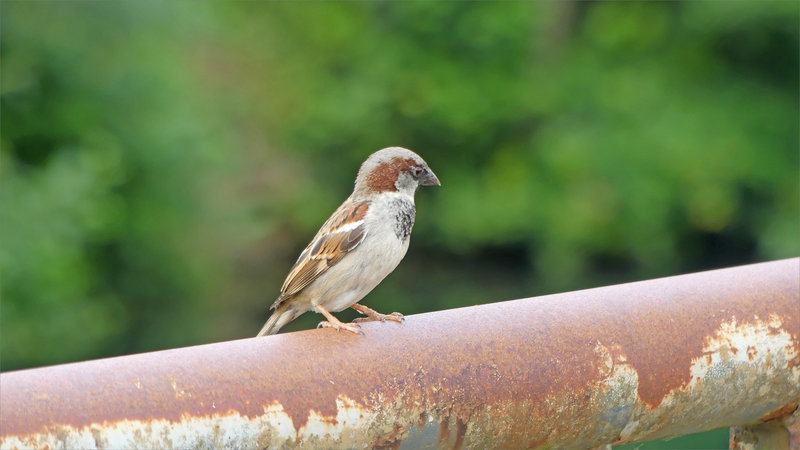 oiseau moineau 130623