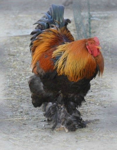 Coq