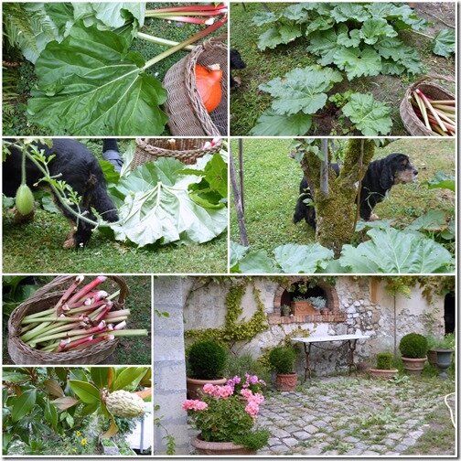 jardin 28 aout 20201