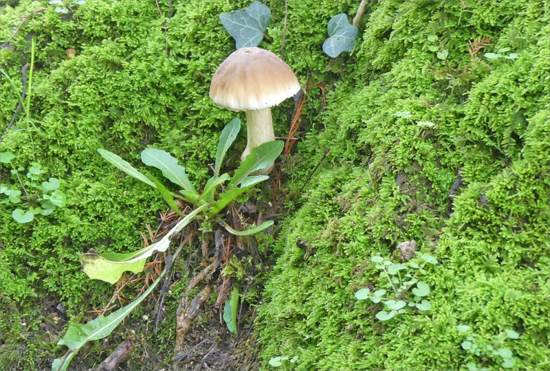 Champignon tronc mousse 3 130224