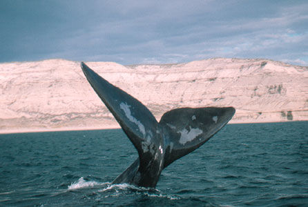 baleine