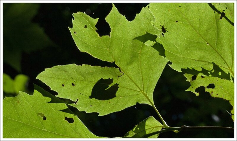 Galuchet insectes transparence feuille 140714