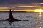 northern_vancouver_island_whale_246