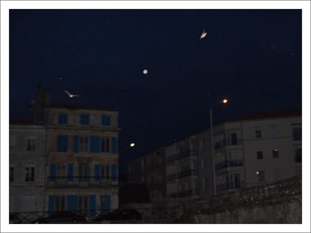 QM_chauve_souris_2_immeubles_150311
