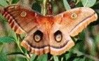 Antheraea_polyphemusHanson_t