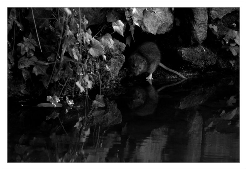 ville rat 11 mur reflet eau 161114 nb