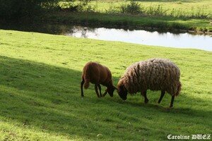 Moutons_Orl_ans_27_oct_2006_014_copie