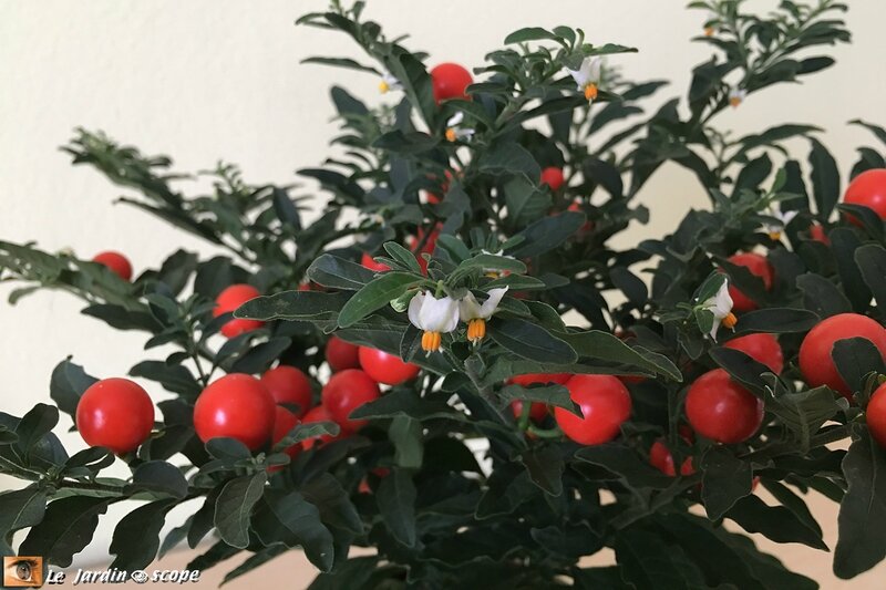 Solanum-2