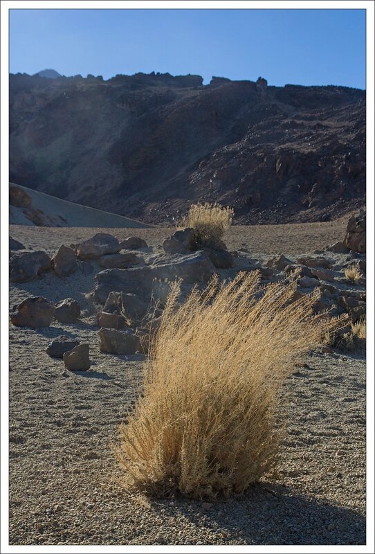 Tenerife Teide caldera herbe seche 270913