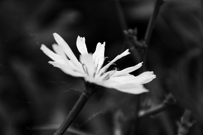 flower (3)