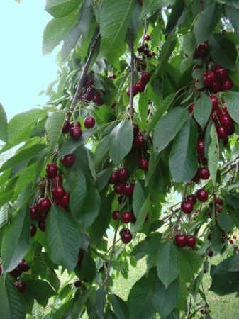 DSCF6272cerises