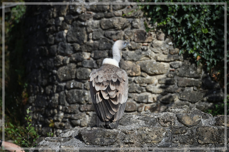 PUY_6432