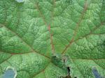 photo 47- nervures rouges chez les nouvelles feuilles de G tinctoria