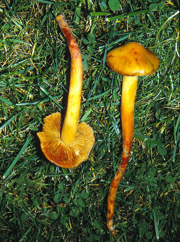 Phaeocollybia lugubris 1986 1017