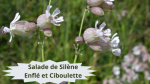 38 SILENE ENFLE(3) Salade de Silène Enflé et Ciboulette