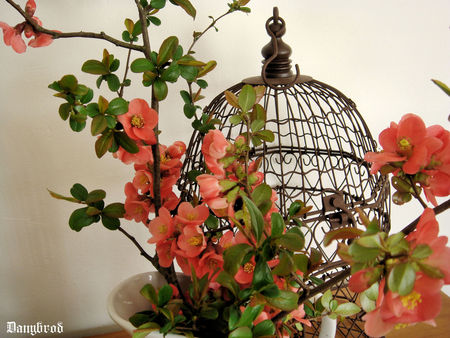 fleurs_ceris_jap