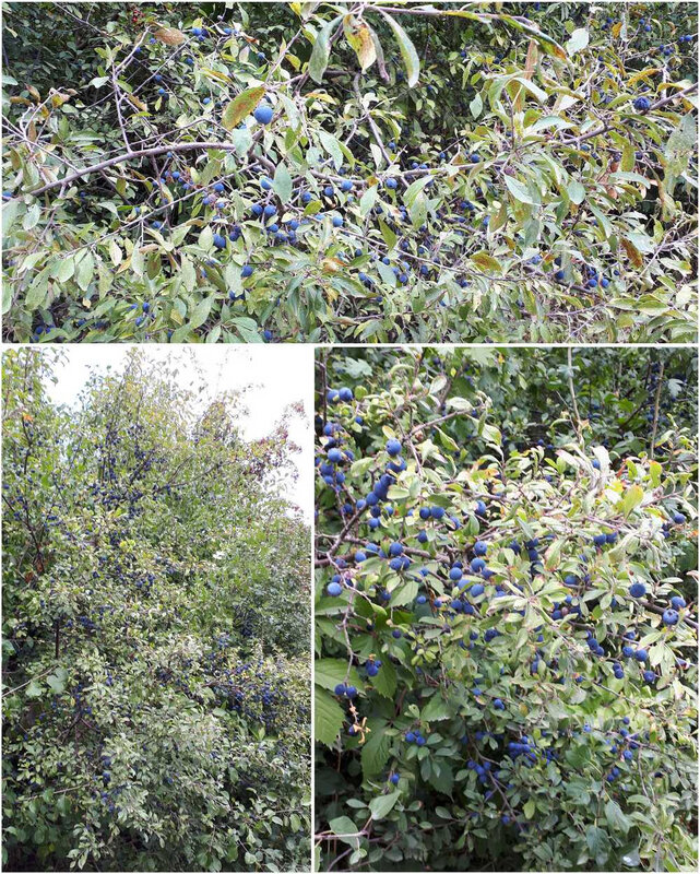bleues