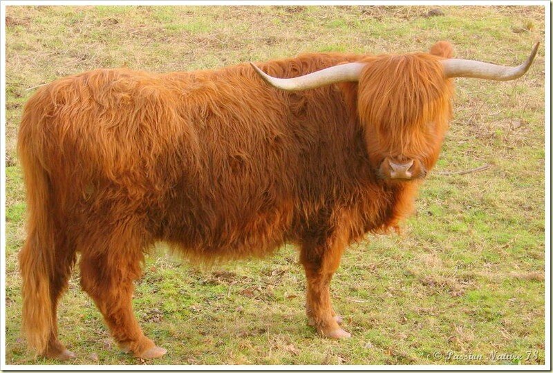 La vache de race Highland (18)