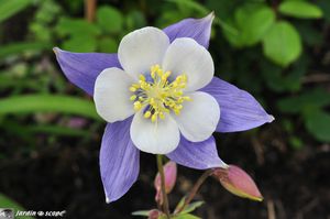Ancolie-bleue