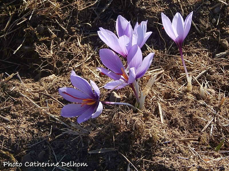 Crocus à safran • Crocus sativus