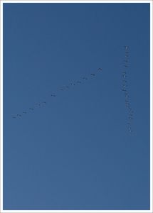 vol_oies_matin_140209