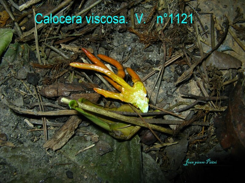 Calocera viscosa n°1121