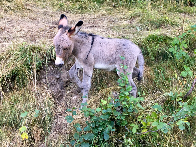 joli âne à la croix de Saint-André