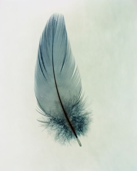 plume