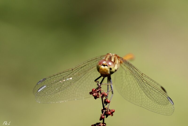 Sympétrum méridional (Sympetrum meridionale) 6