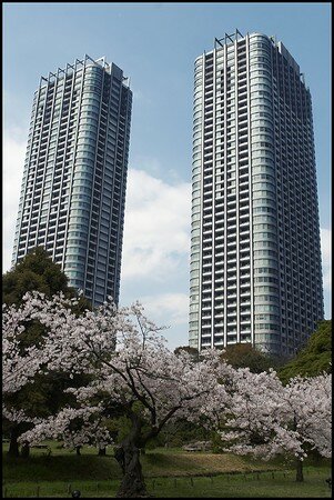 293_Shiodome_Sakura_1