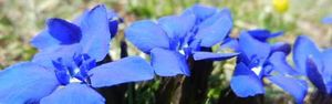 Printemps en Vercors - gentianes printanieres - darbounouse