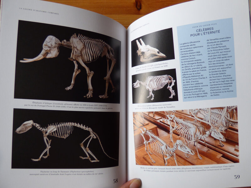 Galerie de paléontologie et d'anatomie comparée (2)