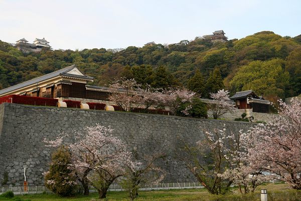 Château de Matsuyama 1